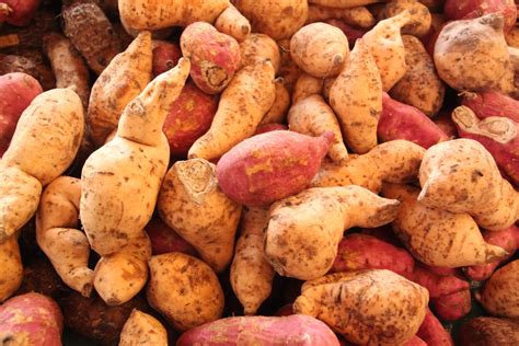 Growing Sweet Potatoes How To Plant And Grow Sweet Potatoes Better
