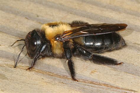Is This A Queen Bumblebee Or Carpenter Bee Maybe Rbeekeeping