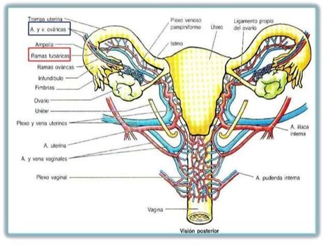 Aparato Genital Femenino Histología Ross 6ed Universidad Autón