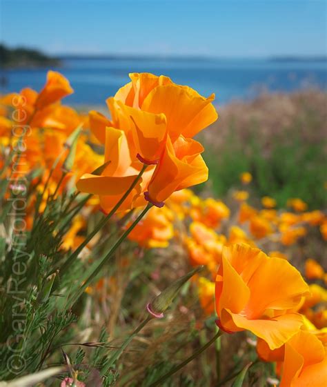 Lopez And San Juan Island Poppies