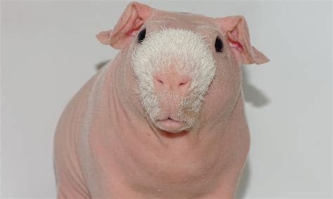 Meet The Bald And Beautiful Skinny Pig Cute As Fluff