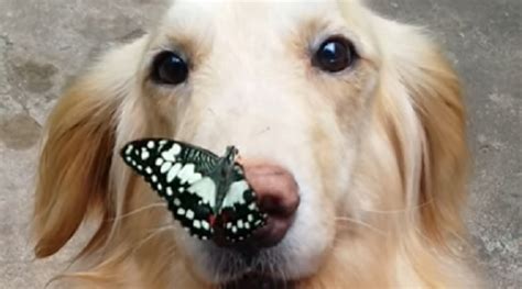 Butterfly Likes Golden Retriever