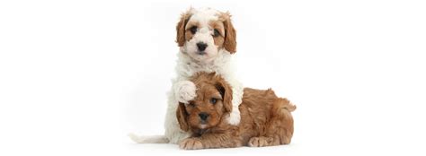 Join millions of people using oodle to find puppies for adoption, dog and puppy listings, and other pets adoption. Cavapoo Puppies For Sale Near Me | Cavadoodle Breeders