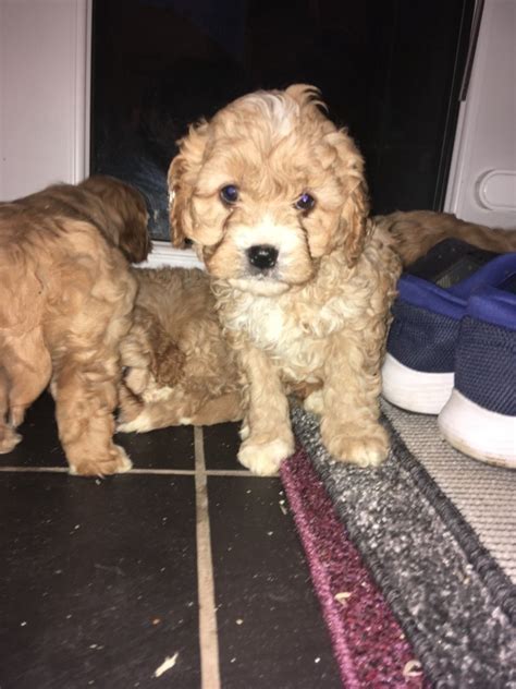 If you wish to contact me via email stunning f1 cavapoo puppies my little puppies have amazing red colouring which make them amazing our beautiful megs had a litter of 3. Cavapoo Puppies For Sale | Virginia City, NV #333252