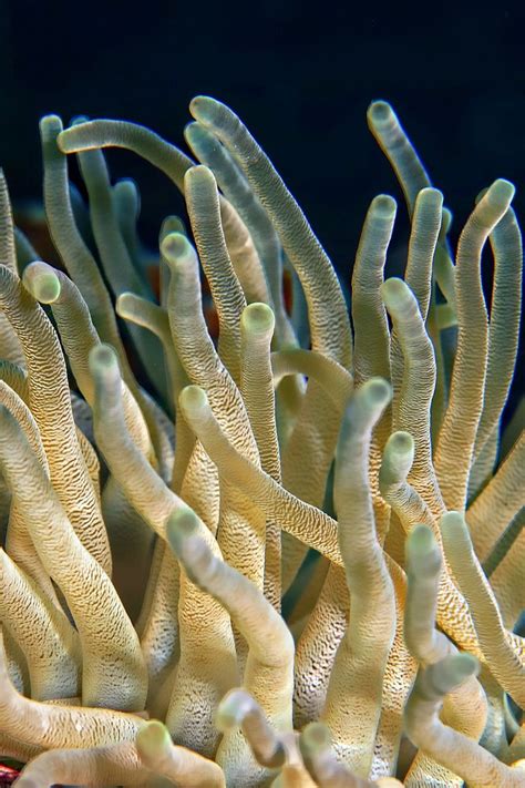 Free Image On Pixabay Underwater Plant Coral Ocean Underwater
