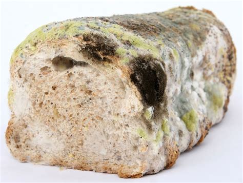 Mold On Food Ultimate Guide Can You Kill Mold By Cooking It