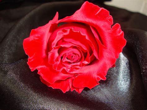 Blood Red Rose Devours The Black Satin Night Sky By Thedarkartz On