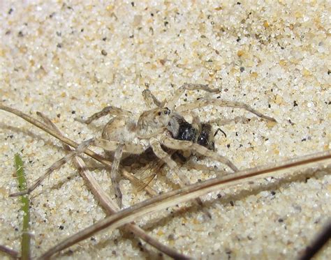 Bug Eric Spider Sunday Beach Wolf Spider