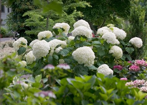 Hydrangea Arb Incrediball Strong Annabelle VIP For Plants