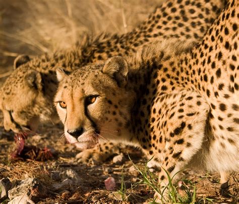 Endangered African Animals Best Places To See Rare Wildlife