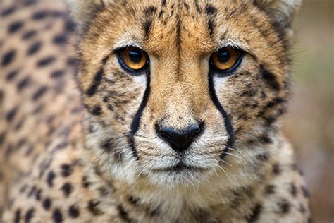 All About The Cheetah Physical Characteristics Seaworld Parks