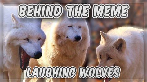 Behind The Meme Laughing Wolves Meme Explained Youtube