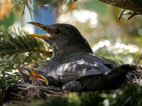 Hd Wallpaper Animals Bird Nature Blackbird Nest Breed Hatching