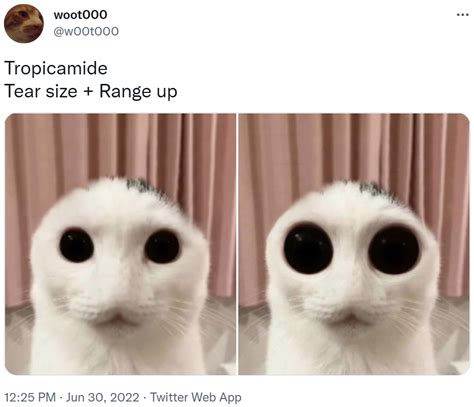 Alien Cat Know Your Meme Vlrengbr