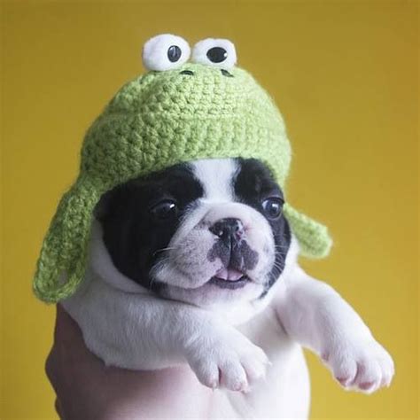 Puppy Wears Hat Kittens And Puppies Cute Dogs And Puppies Little