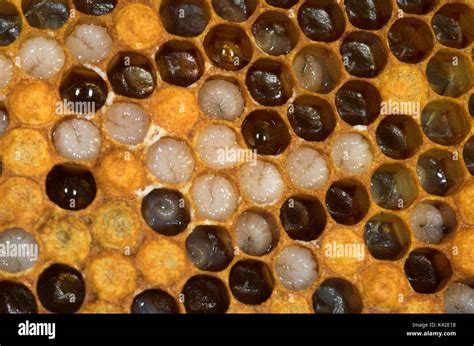 Honey Bee Apis Mellifera Inside Hive Showing Larvae And Eggs In
