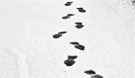 Footprints In The Snow Free Stock Photo Public Domain