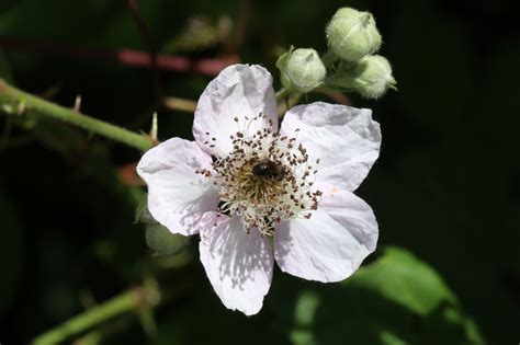 Rubus Bifrons Wildflowers Of The National Capital Region