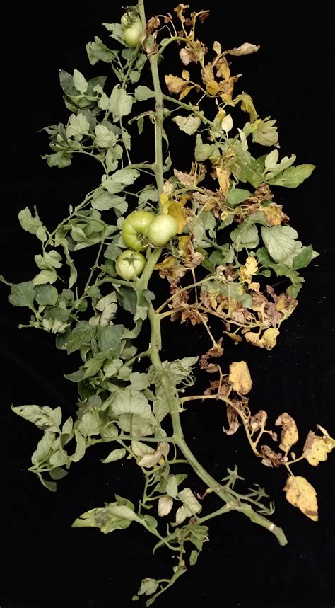 Tomato Solanum Lycopersicum Fusarium Wilt Fusarium Foot Rot Zohal