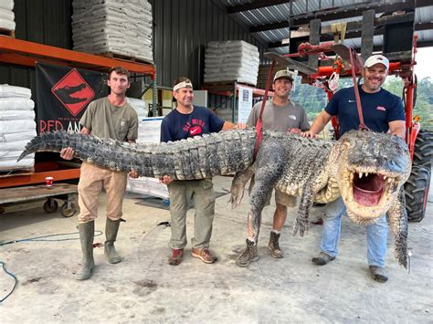 Longest Alligator In Mississippi History Captured By Hunters