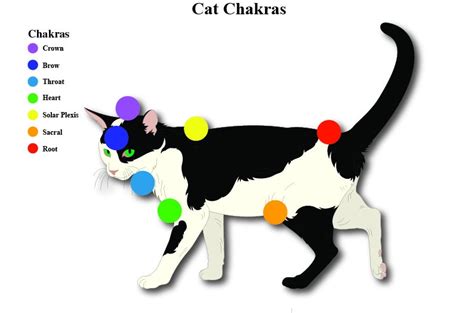 Laminated Cat 7 Chakras Educational Charts Animals Reiki Hand