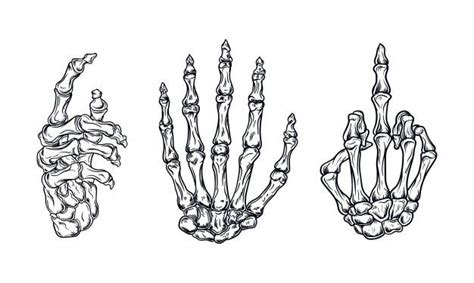 Ilustración Del Vector Del Cuerpo Humano Vector Premium Skeleton