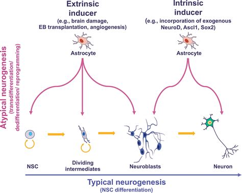Adult Neurogenesis In The Context Of Brain Repair And Functional