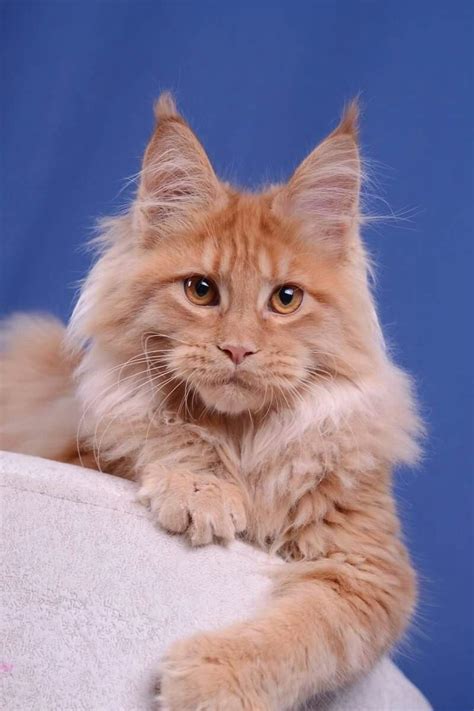 Urgant Akella Leader 4 Months Boy D Available Maine Coon Kittens Cats