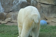 Do Polar Bears Have Tails - Polar Bear Tail - Zooologist