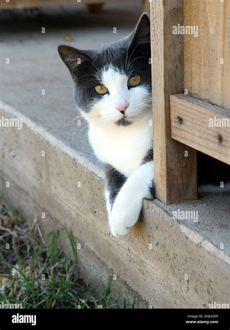 Cat Peeking Around Corner Hi Res Stock Photography And Images Alamy