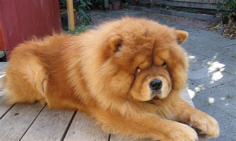 The 20 Fluffiest Dog Breeds In The World