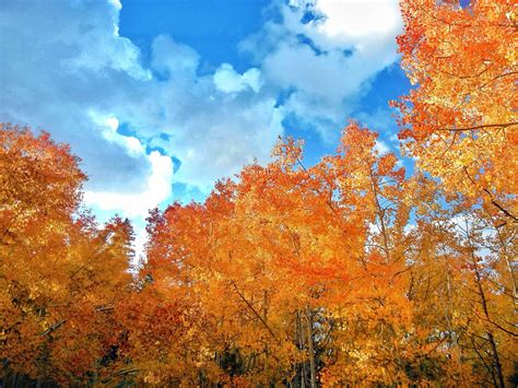 Autumn leaves against a cloudy blue sky. : wallpapers