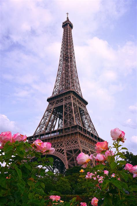 Роза Эйфелева Башня Фото Telegraph