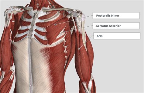 Rib Cage Muscles Anatomy Intercostal Muscles Definition Location
