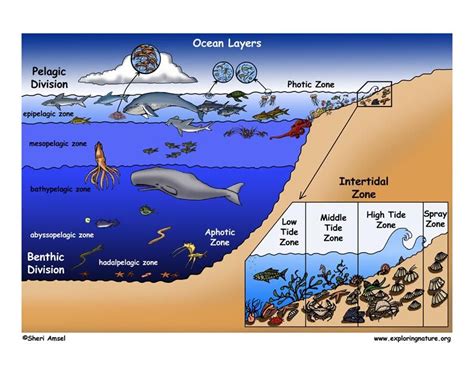 About The Oceans Exploring Nature Educational Resource Ocean Zones