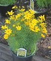 Coreopsis, Zagreb - Birchfield Nurseries