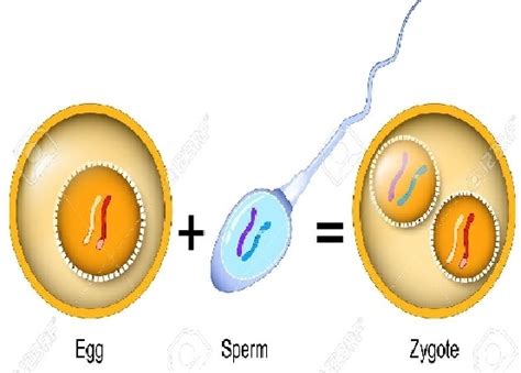 Describe The Process Of Fertilization In Human Beings