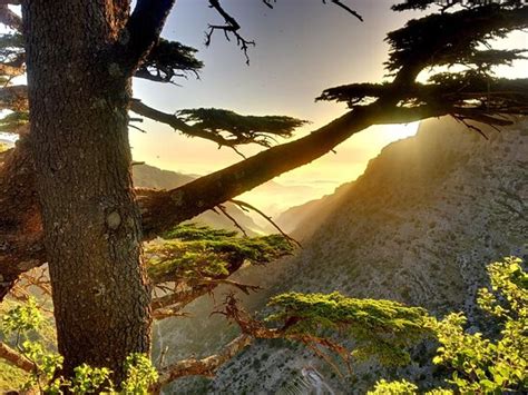 Tannourine Cedar Forest Nature Reserve 2021 All You Need To Know