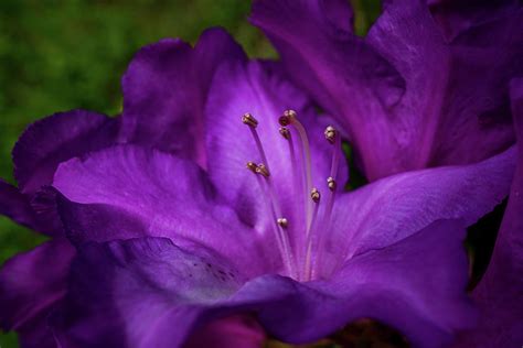 Warm Shades Of Purple Photograph By Linda Howes