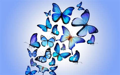 Blue Butterfly Wallpaper Hd Pixelstalknet