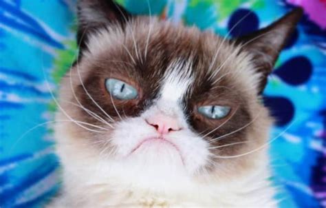 10 Of The Most Famous Cat Memes As Of 2020 Grumpy Cat Lives On
