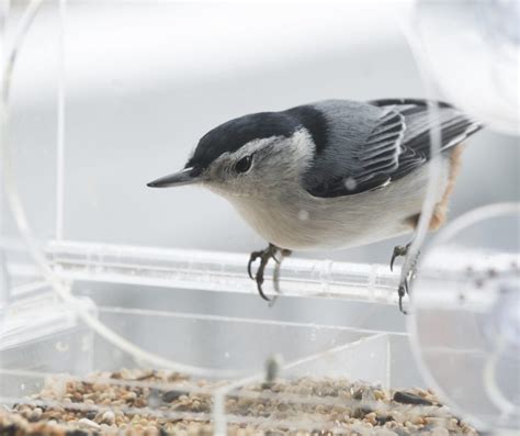 Top 20 Backyard Winter Birds In Wisconsin Bird Advisors 2022