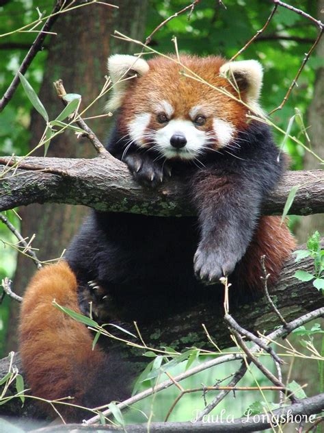 Red Panda Ailurus Fulgens Styani At Binder Park Zoo Cute Animals