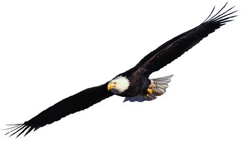 Flying Eagle Clip Art Ztcy F Clipart Free Images At