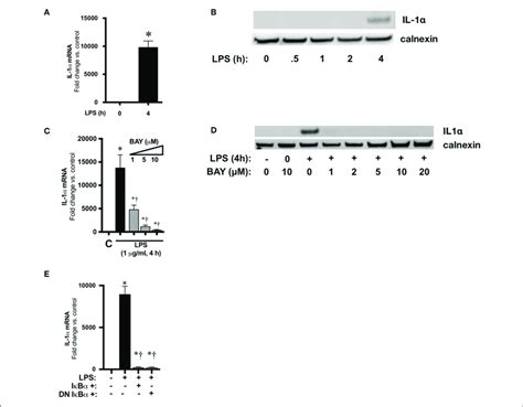 NFκB mediates LPS induced IL 1α expression in RAW 264 7 macrophages