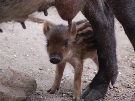 Baby Wild Boar First Steps Smithsonian Photo Contest Smithsonian