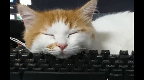 키보드에서 잠자는 고양이 Sleeping Cat On Keyboard 먼치킨 Youtube