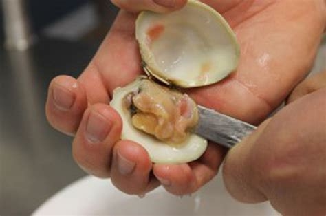 Grilling them brings out the sugars and caramelizes them for a perfect after bbq dessert. Clam Shucking Tips from a Pro | Edible Rhody