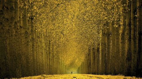 Beautiful Hd Trees Wallpapers