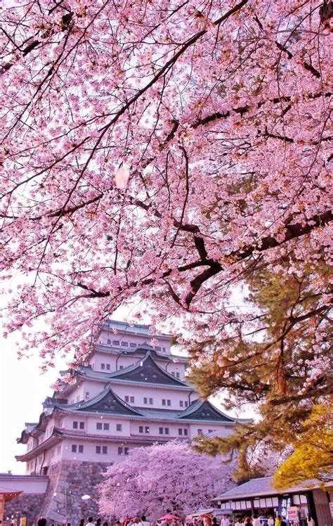 Untitled Japan Landscape Cherry Blossom Japan Aesthetic Japan